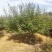 基地供应穗花牡荆高度2米2.5米木本薰衣草庭院绿化