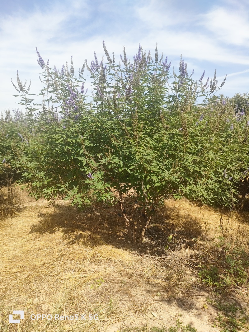 基地供应穗花牡荆高度2米2.5米木本薰衣草庭院绿化