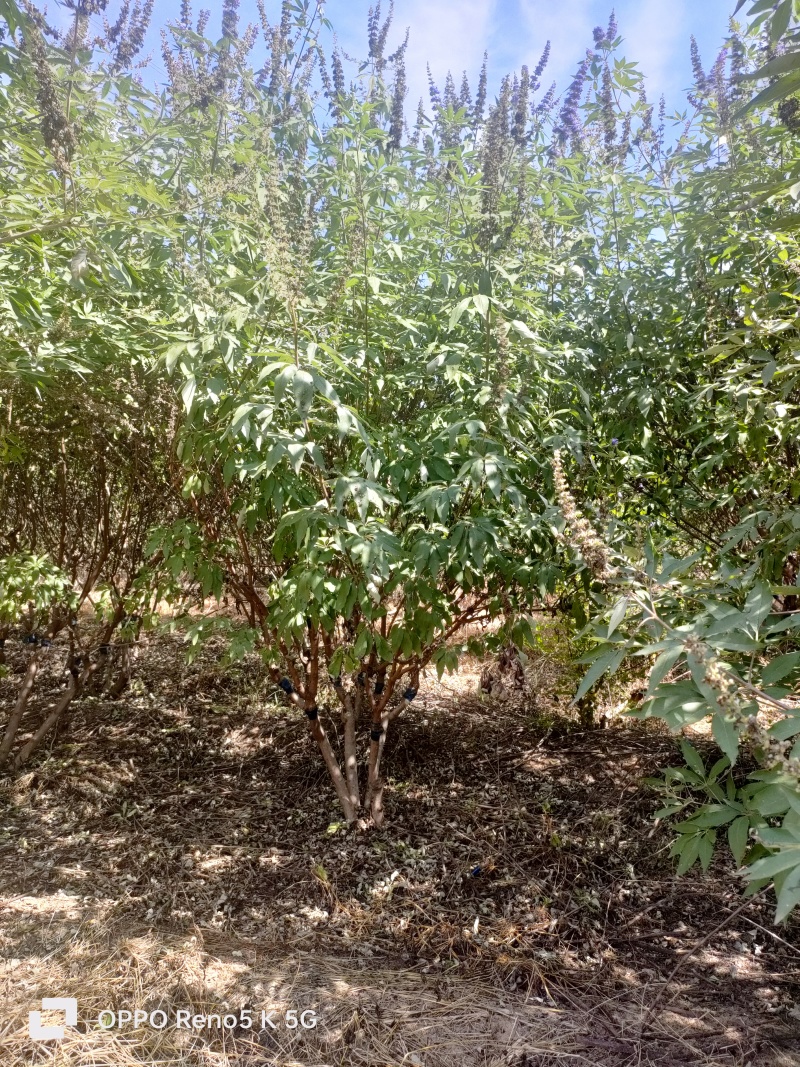基地供应穗花牡荆高度2米2.5米木本薰衣草庭院绿化
