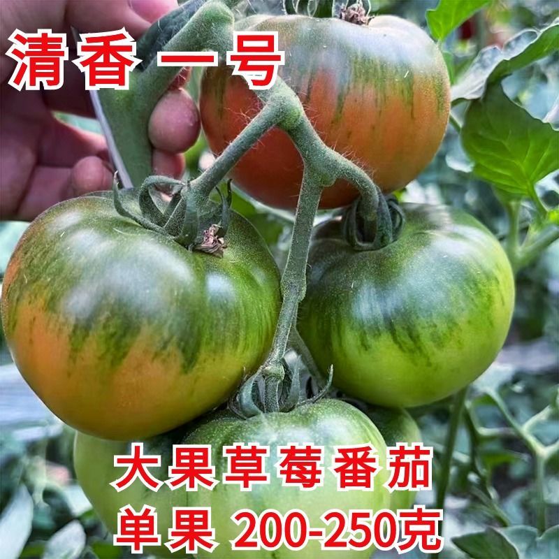 特色大果草莓西红柿苗草莓柿子碱地柿子大果草莓番茄