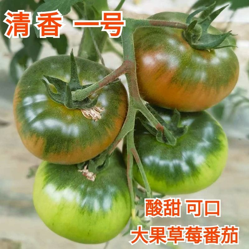 特色大果草莓西红柿苗草莓柿子碱地柿子大果草莓番茄
