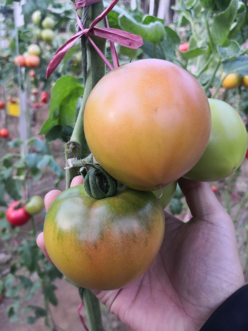 特色大果草莓西红柿苗草莓柿子碱地柿子大果草莓番茄