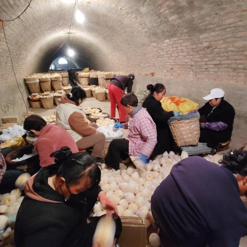陕西省咸阳市乾县酥梨