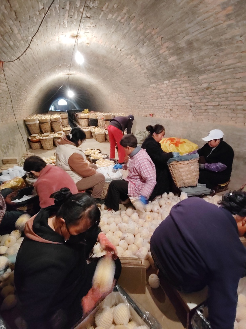 陕西省咸阳市乾县酥梨