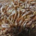 半野生草虾干