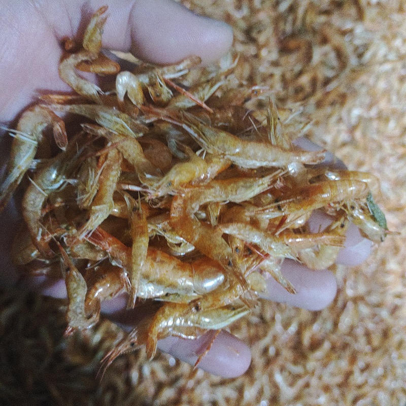 半野生草虾干