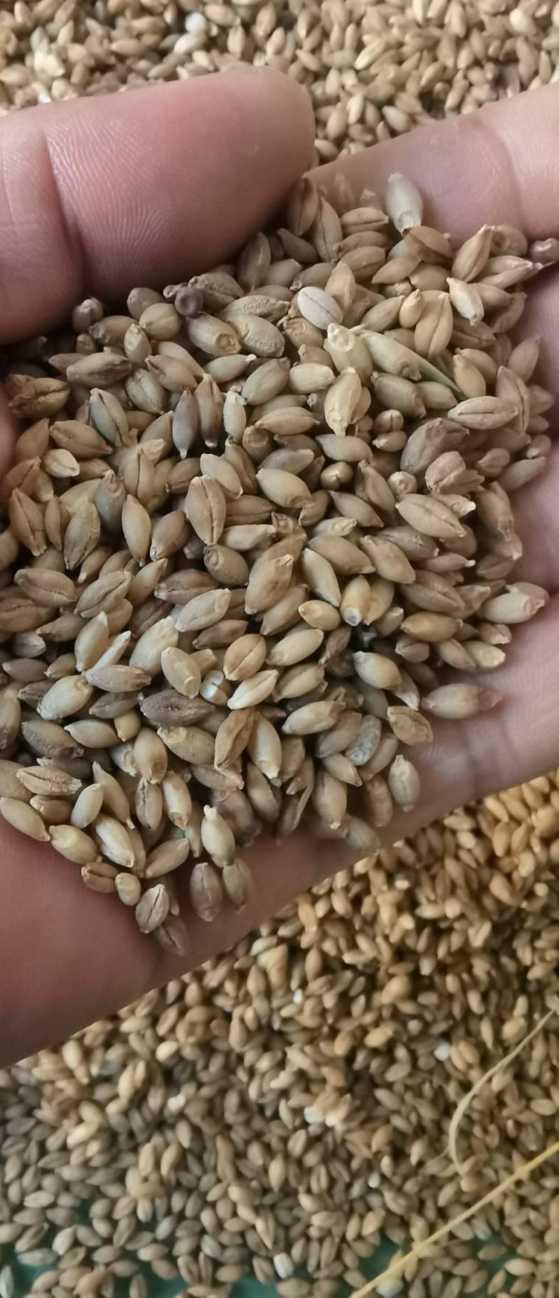 一级青稞，酒厂清库。支持样品。