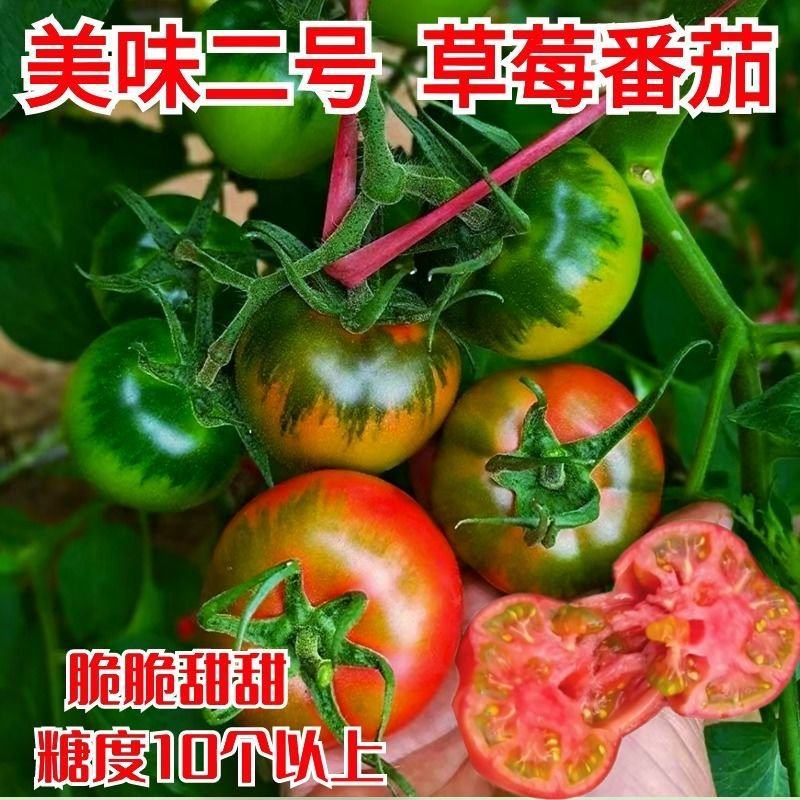 水果番茄草莓口感番茄草莓柿子铁皮西红柿苗草莓柿子