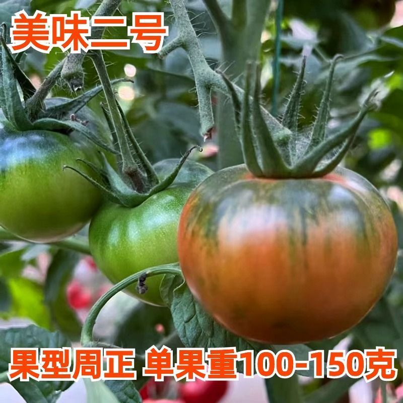 水果番茄草莓口感番茄草莓柿子铁皮西红柿苗草莓柿子