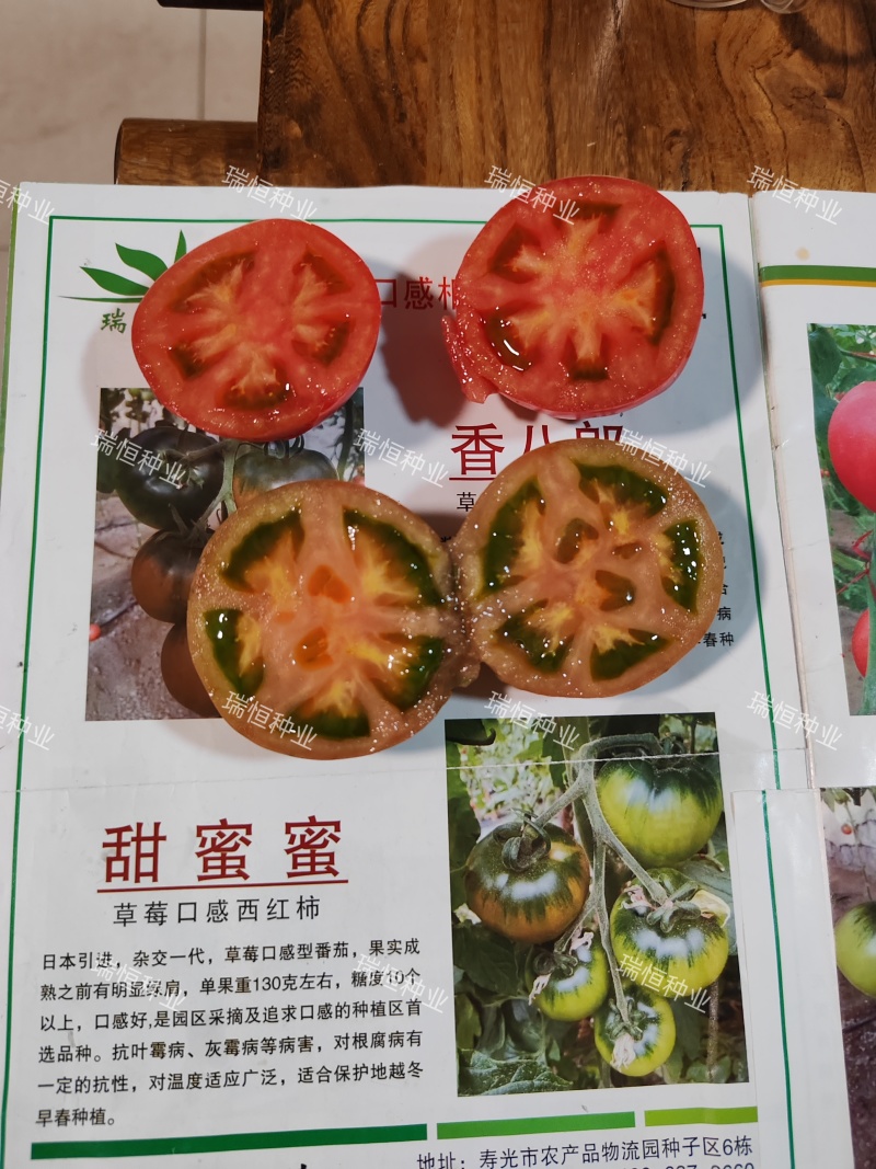 水果番茄草莓口感番茄草莓柿子铁皮西红柿苗草莓柿子