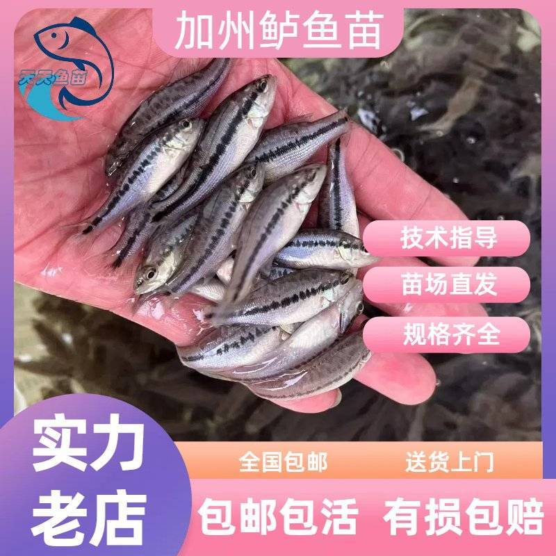 已驯化加州鲈鱼苗活体路亚大嘴黑鲈鱼苗淡水包邮