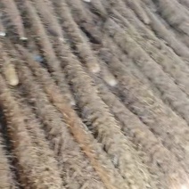 精品银川白玉山药产地直发品质保证量大从优一手货源
