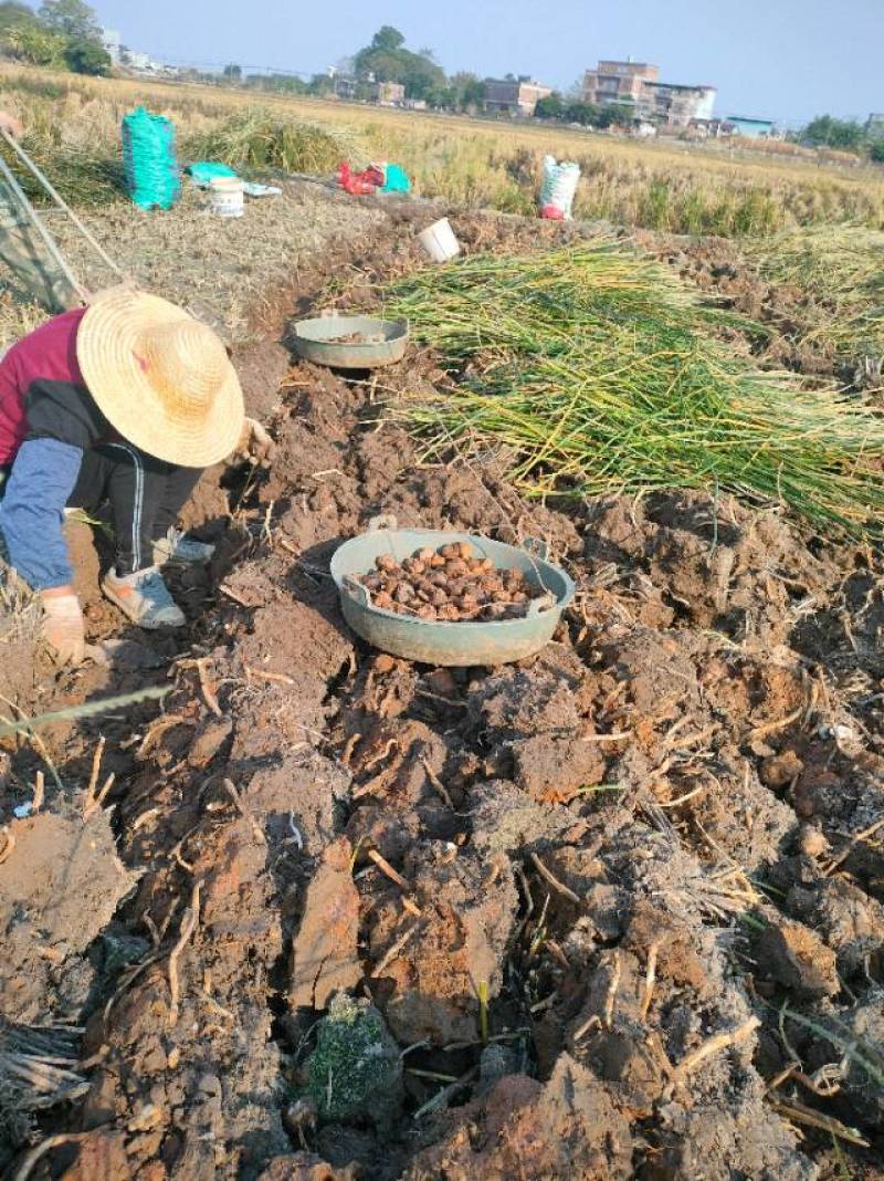 广西马蹄产地直发，诚信经营，欢迎客商来电