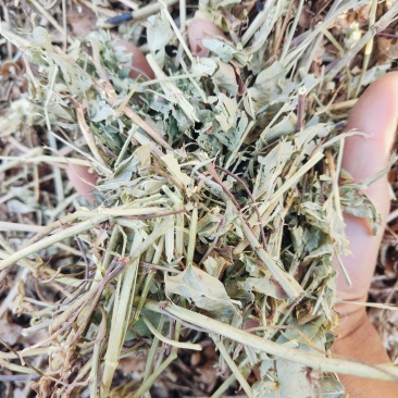 原产地自产自销卖完为止数量不多200吨左右