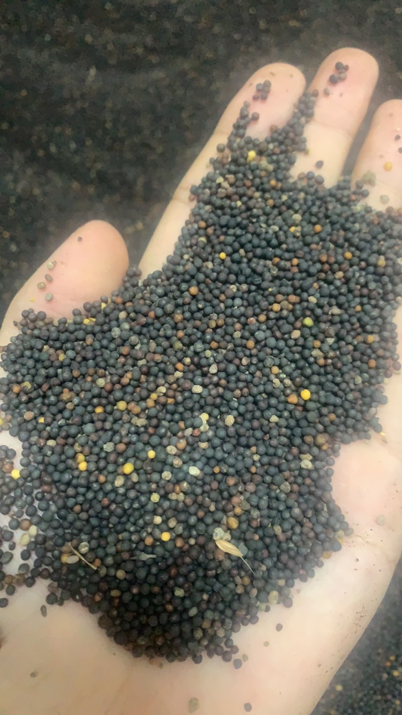 纯正菜籽油46一桶，餐饮食堂单位必备浓香菜籽油