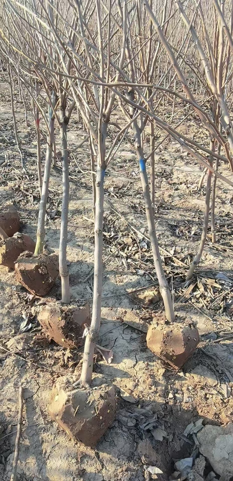 河南柿子苗（阳丰甜柿火晶柿）基地量大！可全国保湿发货！