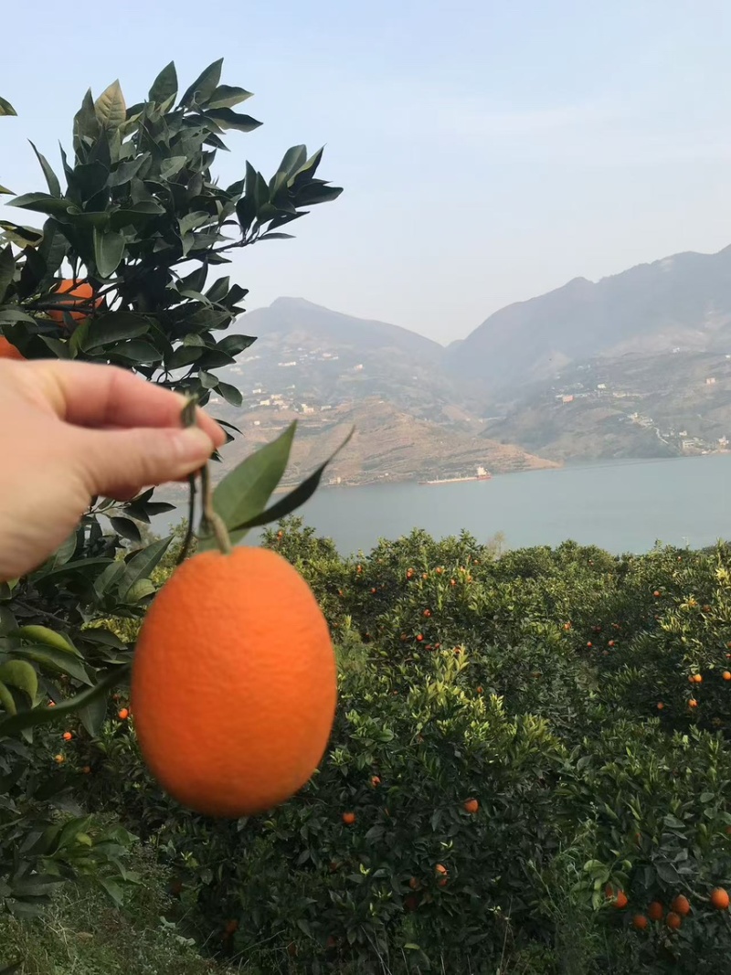 重庆奉节脐橙纽荷尔新鲜采搞产地直发电商团购一件代发