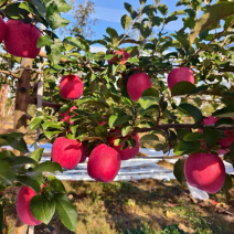 陕西红富士苹果