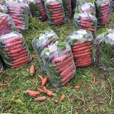 大量供应黑土地三红胡萝卜，专业加工精品泥萝卜