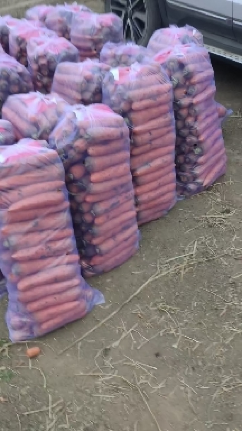 大量供应黑土地三红胡萝卜，专业加工精品泥萝卜