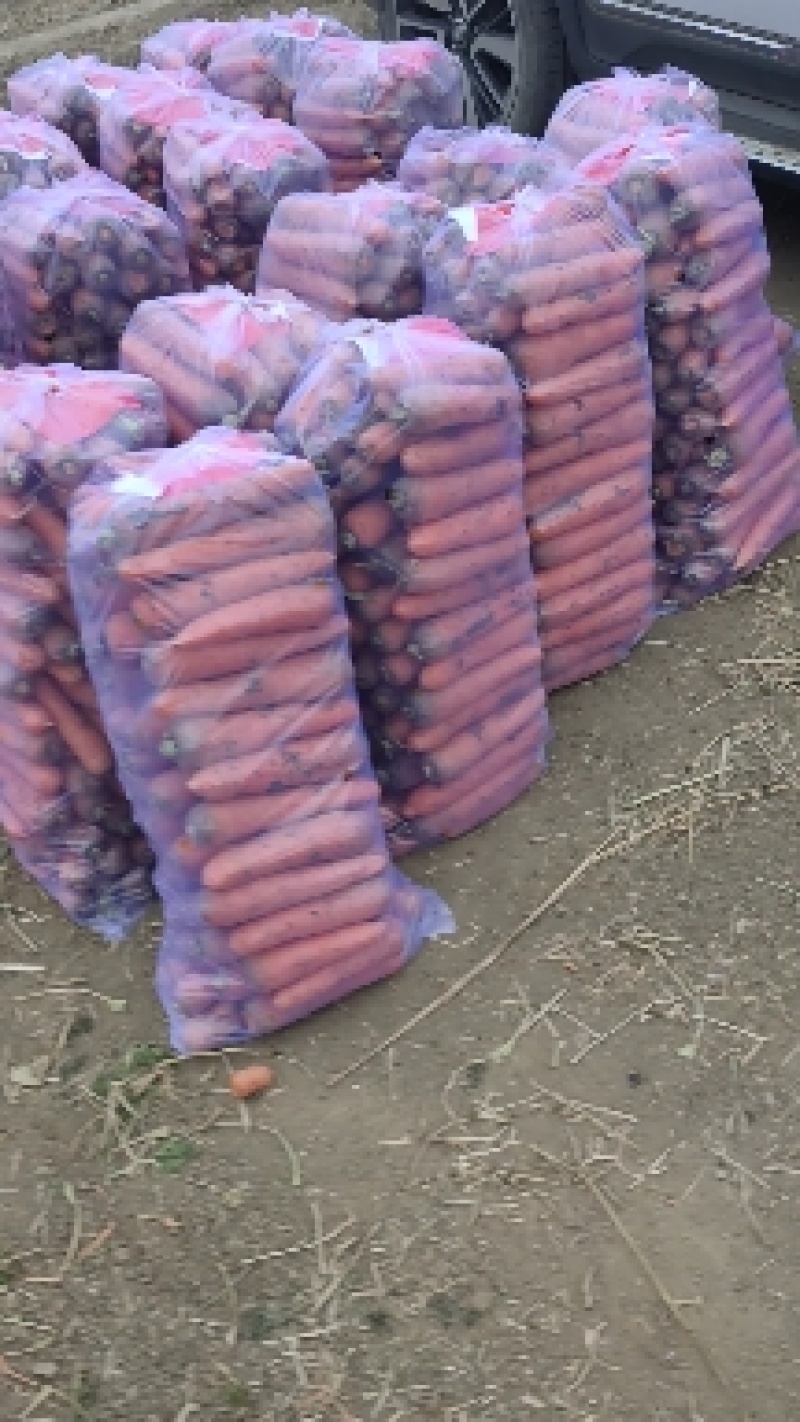 大量供应黑土地三红胡萝卜，专业加工精品泥萝卜
