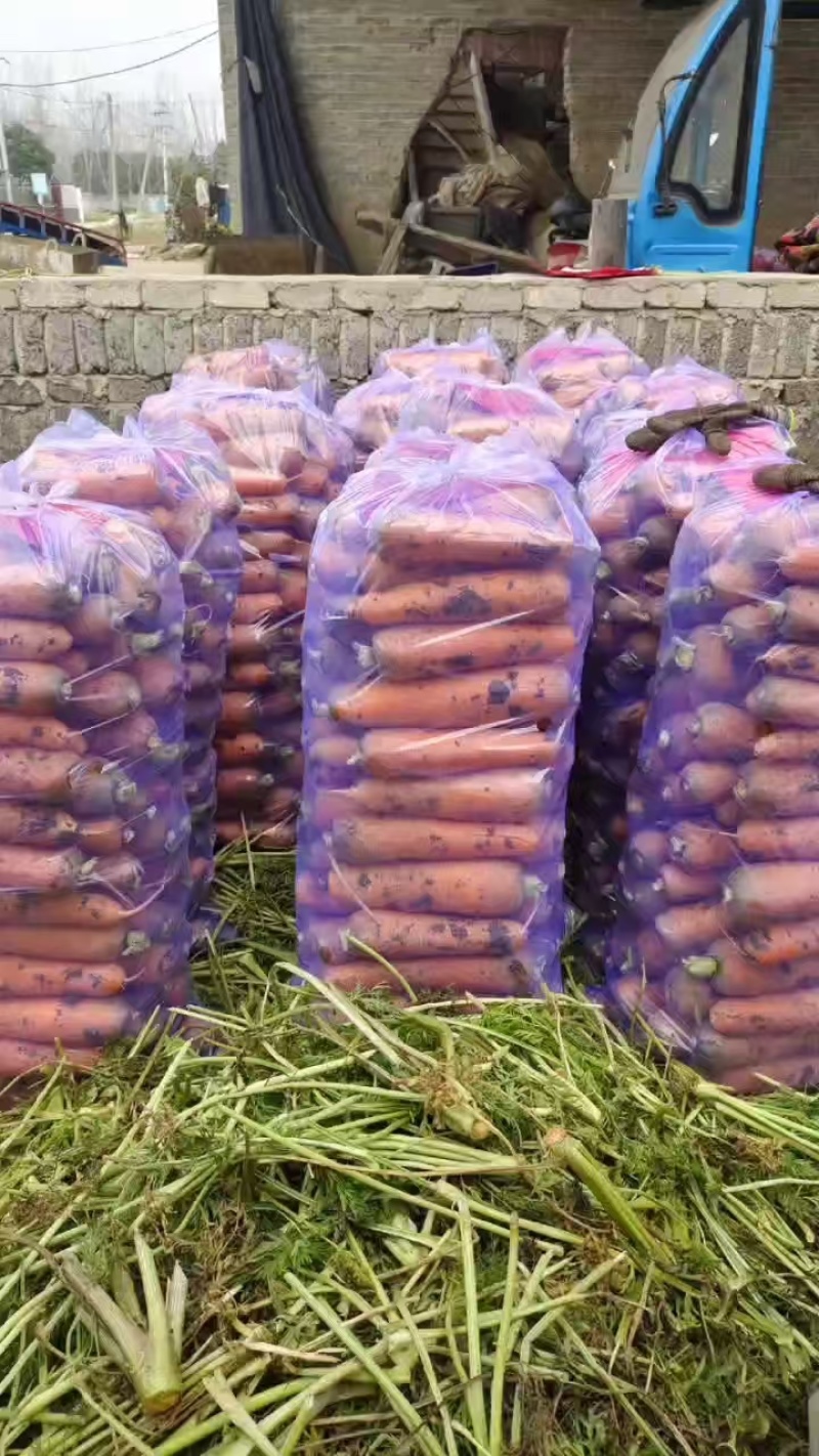 大量供应黑土地三红胡萝卜，专业加工精品泥萝卜
