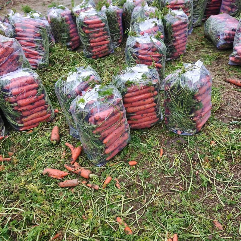 大量供应黑土地三红胡萝卜，专业加工精品泥萝卜