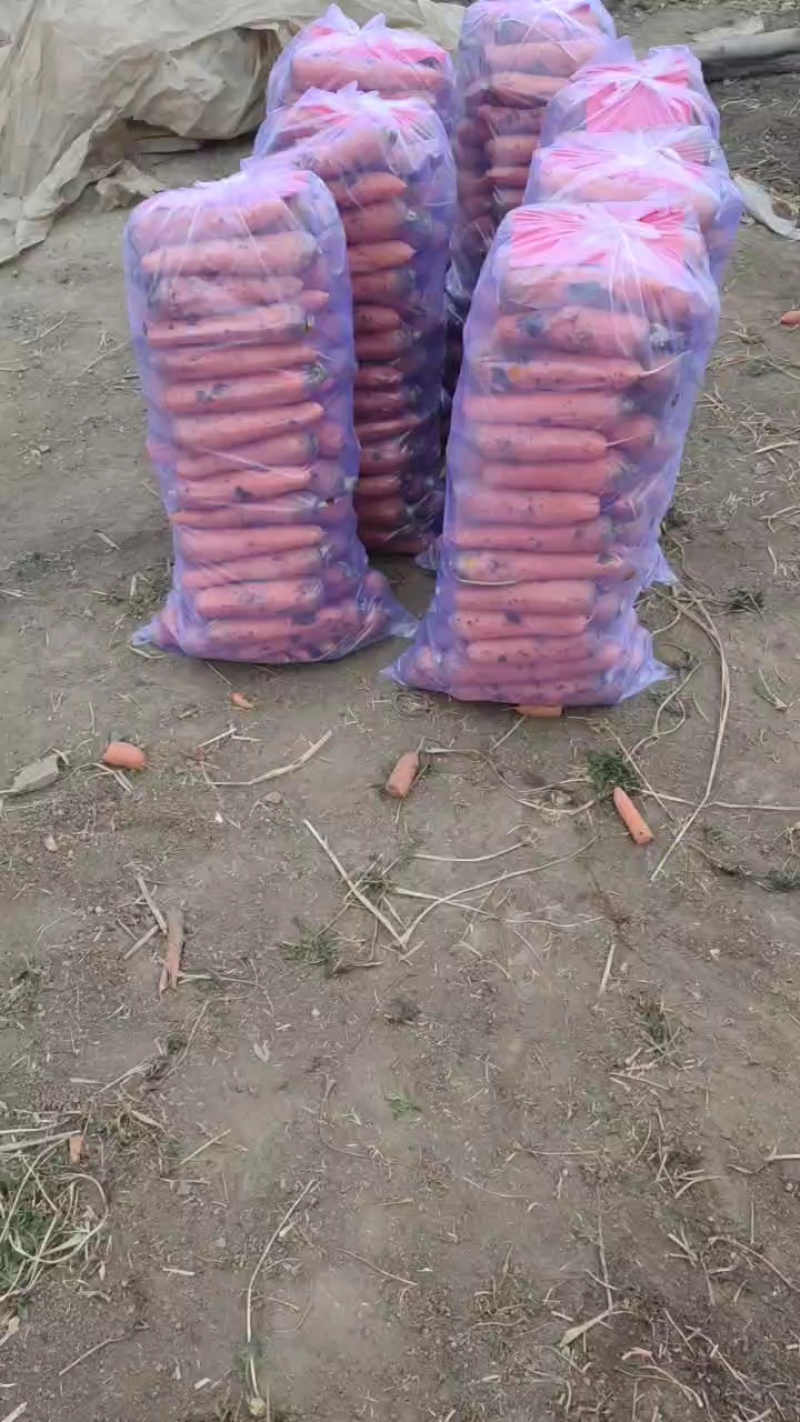 大量供应黑土地三红胡萝卜，专业加工精品泥萝卜