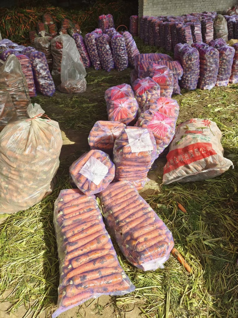 大量供应黑土地三红胡萝卜，专业加工精品泥萝卜