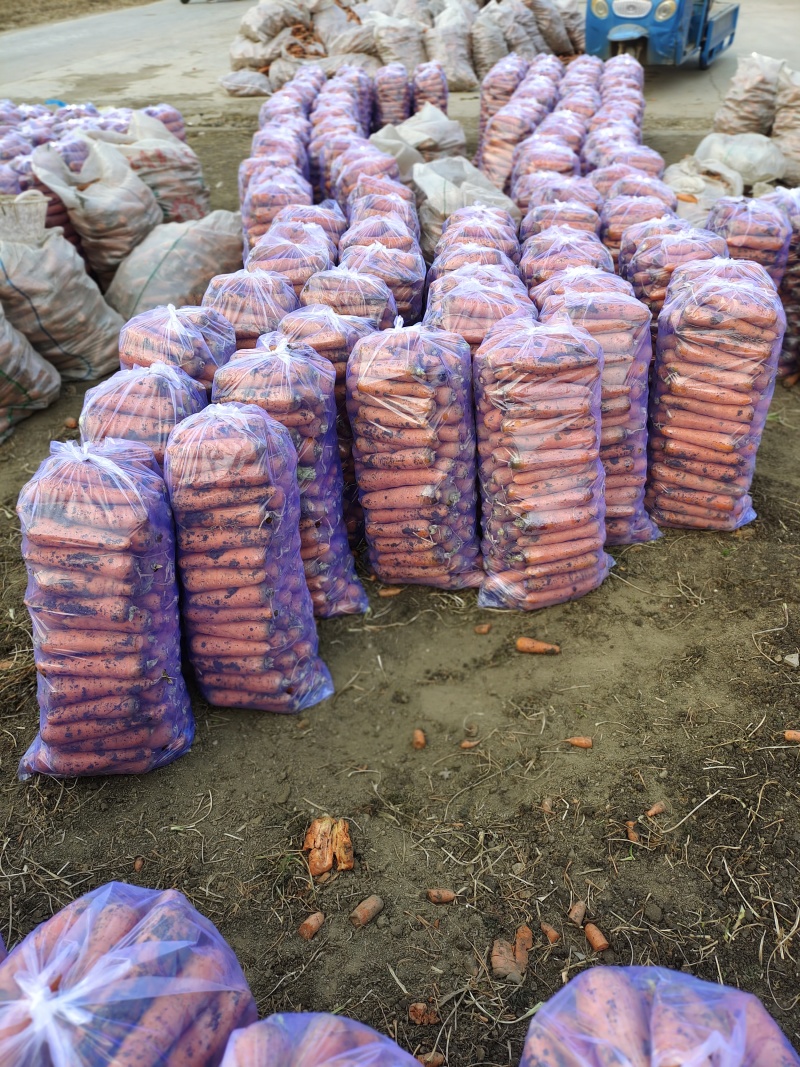 大量供应黑土地三红胡萝卜，专业加工精品泥萝卜