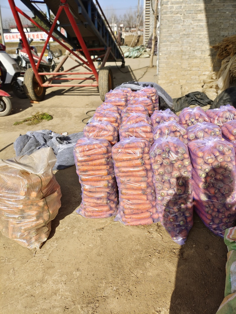 大量供应黑土地三红胡萝卜，专业加工精品泥萝卜