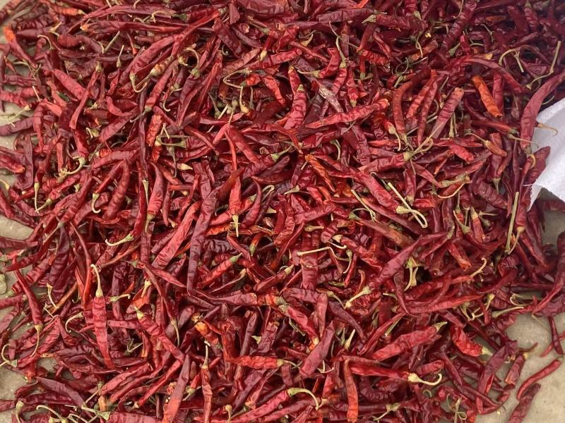 朝天椒干辣椒丘香2号产地直供品质好价格低大量供应