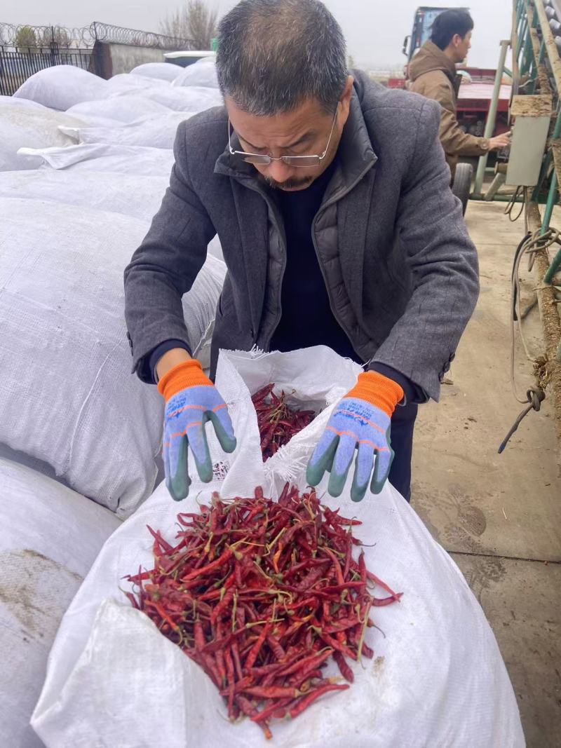 朝天椒干辣椒丘香2号产地直供品质好价格低大量供应