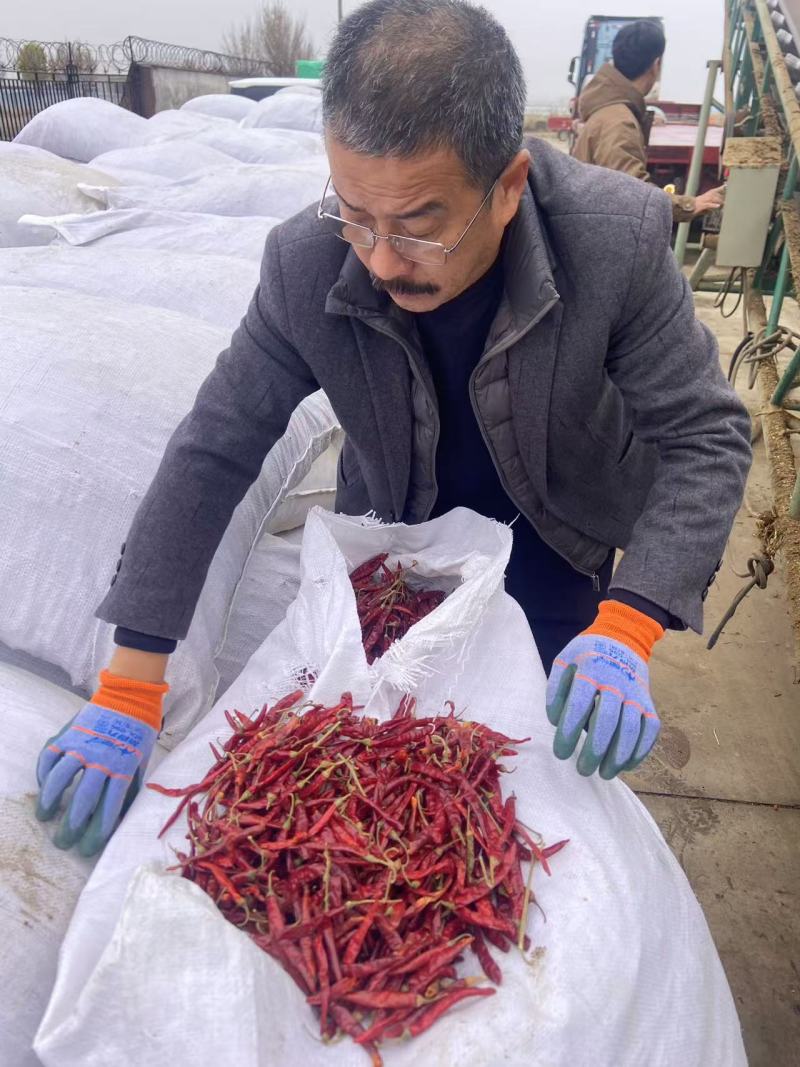 朝天椒干辣椒丘香2号产地直供品质好价格低大量供应