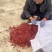 朝天椒干辣椒丘香2号产地直供品质好价格低大量供应