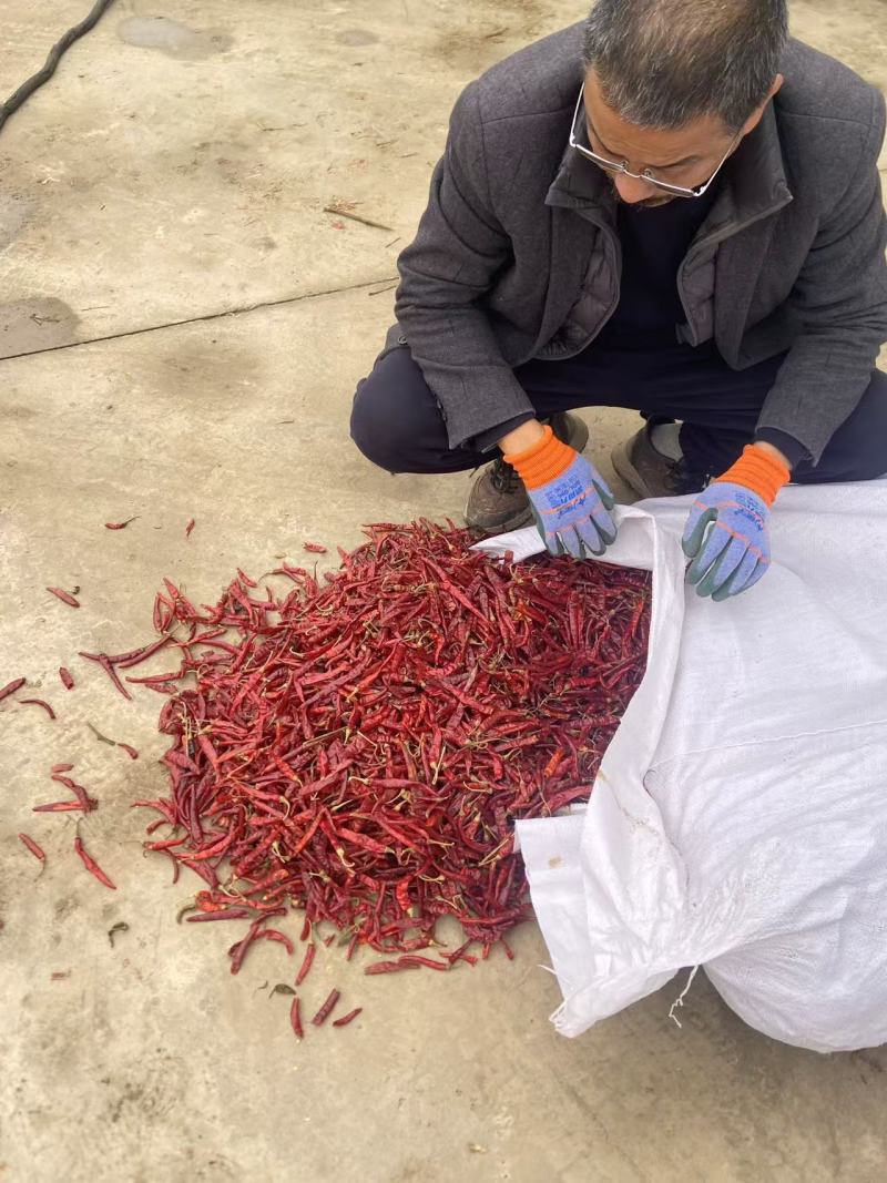 朝天椒干辣椒丘香2号产地直供品质好价格低大量供应