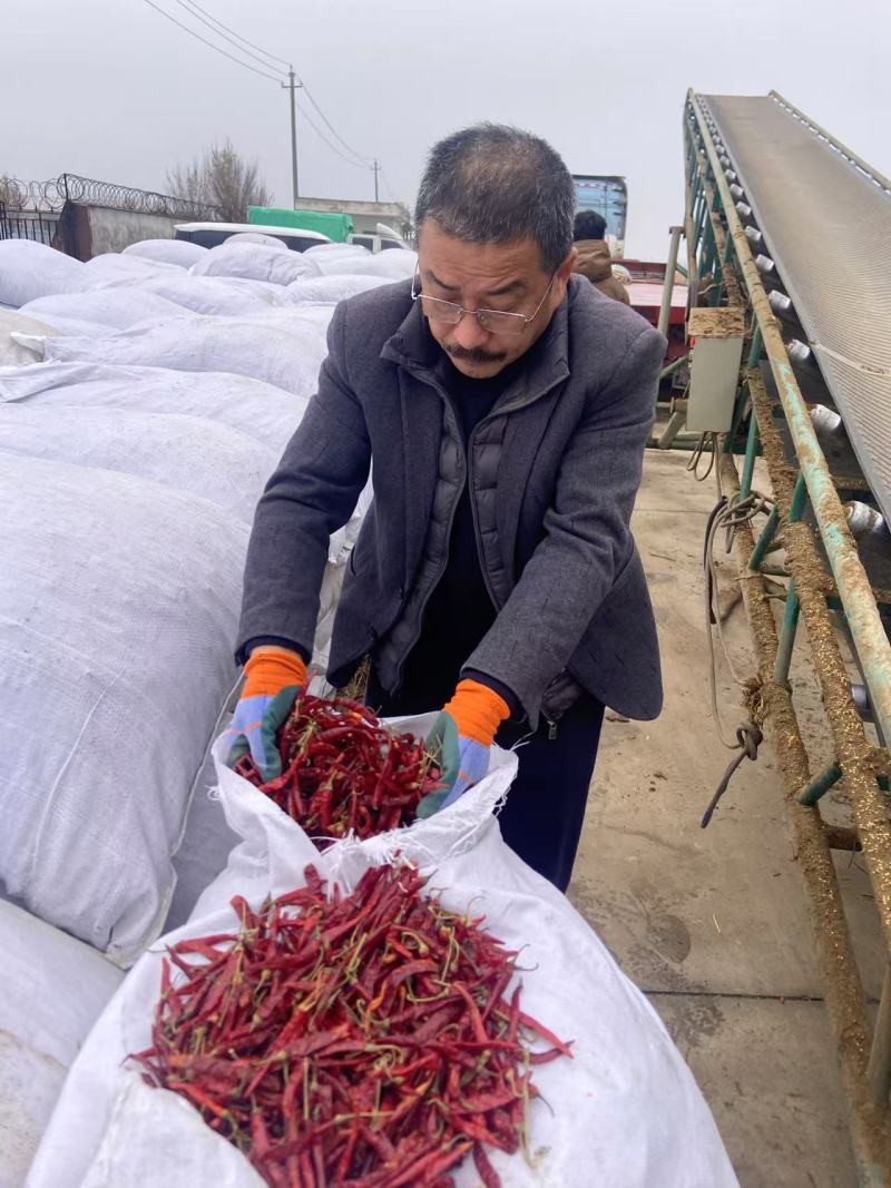 朝天椒干辣椒丘香2号产地直供品质好价格低大量供应