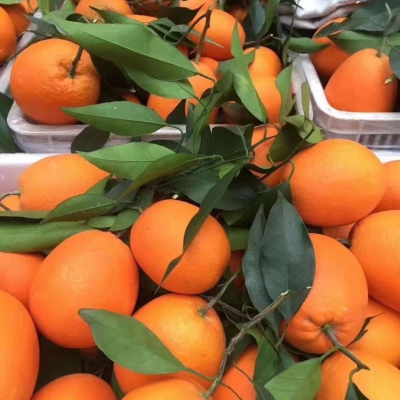 【推荐】奉节脐橙纽荷尔脐橙专业代办保质保量欢迎选购