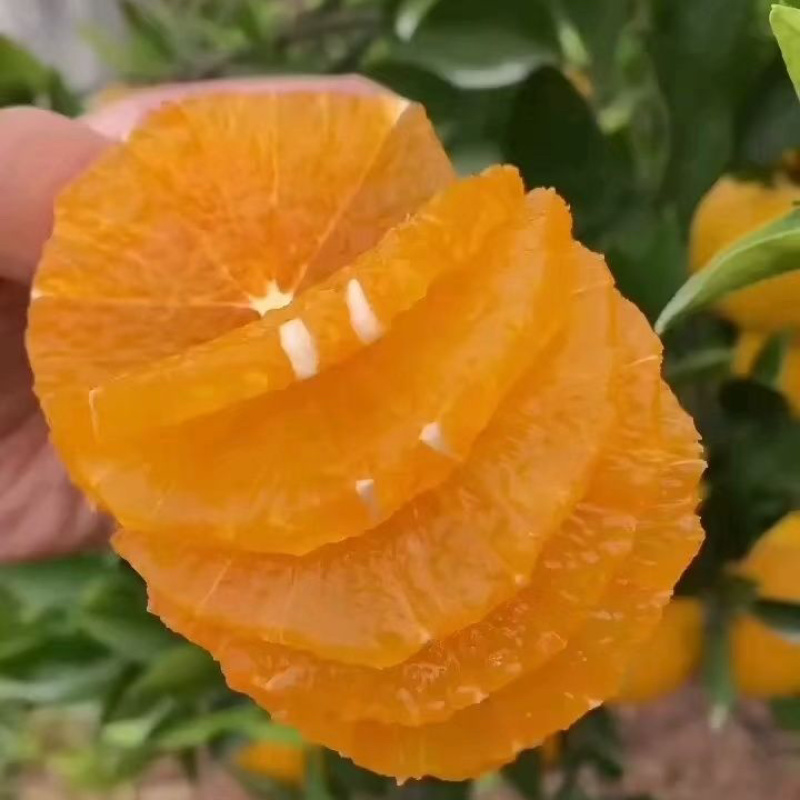 【推荐】奉节脐橙纽荷尔脐橙专业代办保质保量欢迎选购