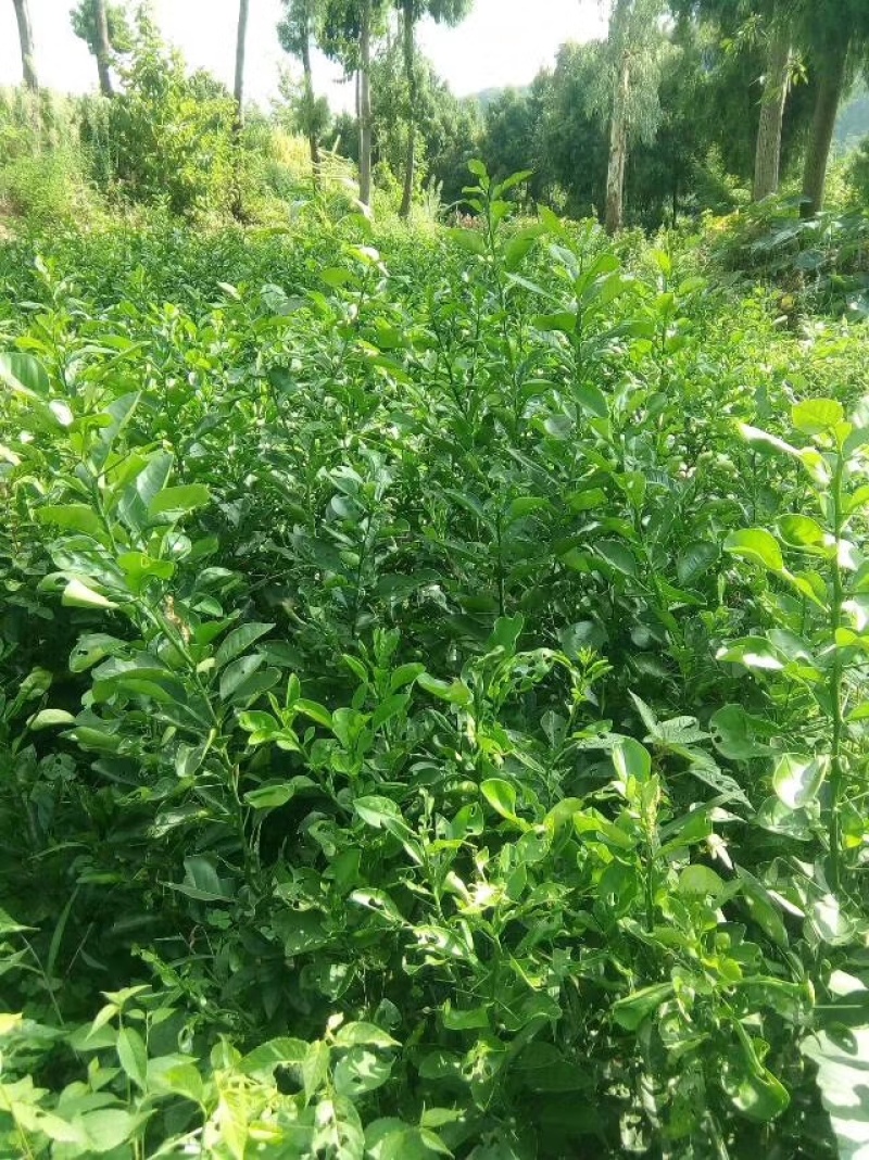 春见耙耙柑树苗，早熟，口感香甜，多汁