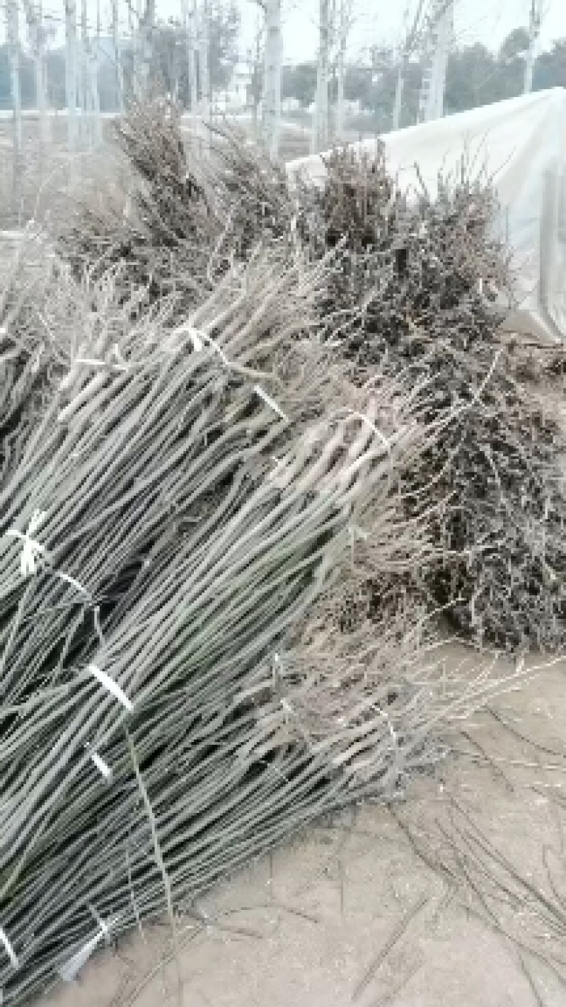 河南梨树苗量大批发！正在热销中！可保湿发货欢迎实地考察！