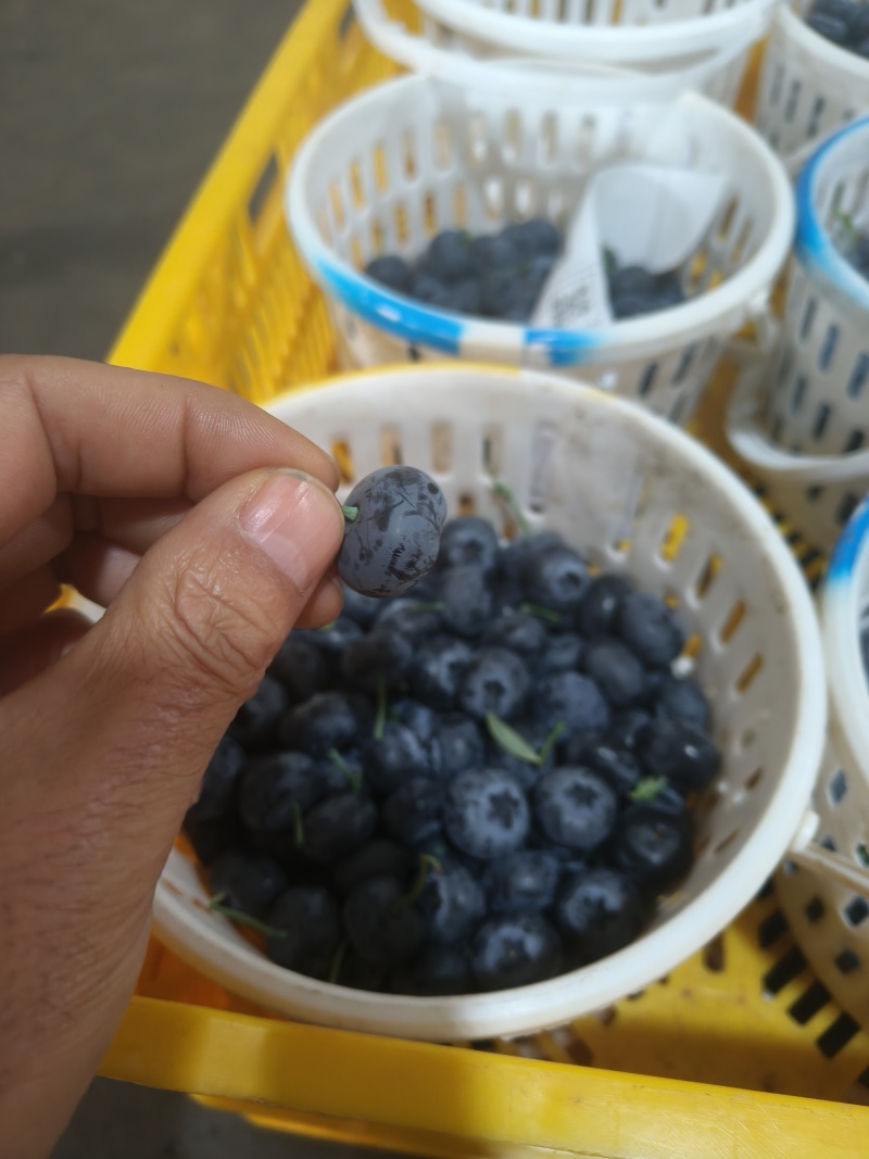 云南蓝莓一件代发，电商，团购，市场落地配