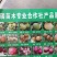 河南梨树苗量大批发！正在热销中！可保湿发货欢迎实地考察！