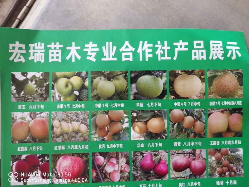 河南梨树苗量大批发！正在热销中！可保湿发货欢迎实地考察！