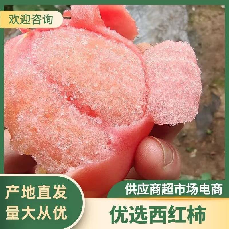 河南硬粉西红柿番茄沙瓤果亮度高口感好欢迎大家致电有优惠