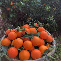 【精选】奉节脐橙72-1脐橙产地批发新鲜采摘欢迎订购