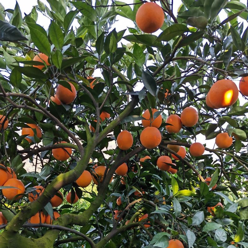 【精选】奉节脐橙72-1脐橙产地批发新鲜采摘欢迎订购