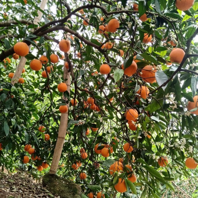 【精选】奉节脐橙72-1脐橙产地批发新鲜采摘欢迎订购