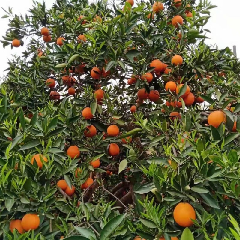 【精选】奉节脐橙72-1脐橙产地批发新鲜采摘欢迎订购