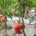 河南硬粉西红柿番茄沙瓤果亮度高口感好欢迎大家致电有优惠
